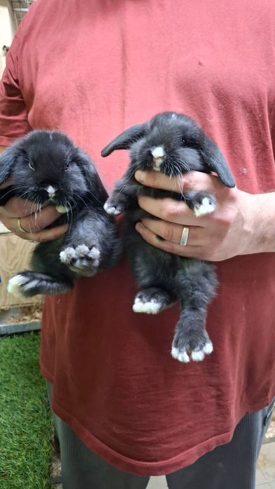 Vendo coelhos anões mini lop e holandês anão.