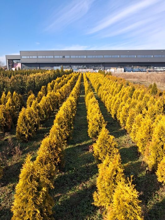 Tuja Golden Szmaragd PROMOCJA 1m-35zł