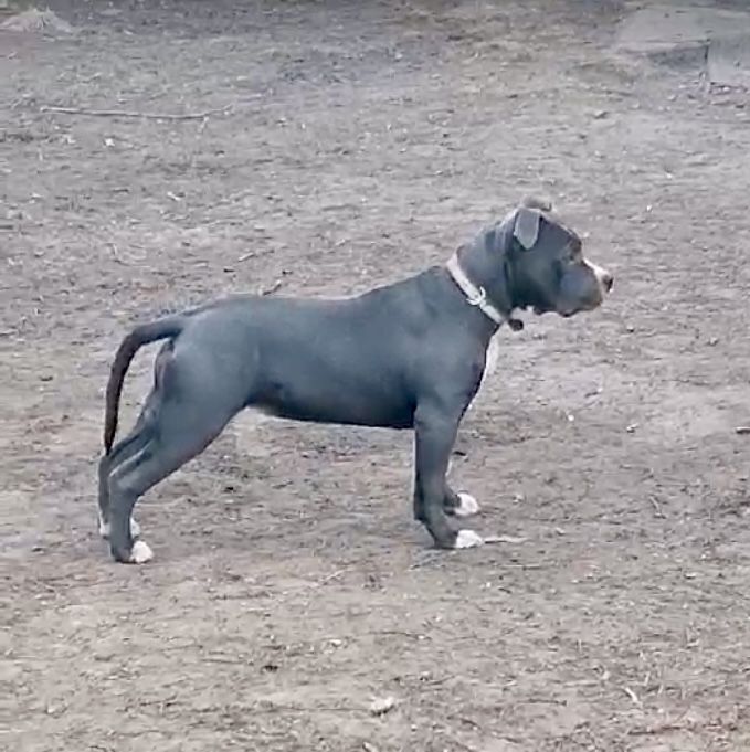 Краще стаффа не знайти