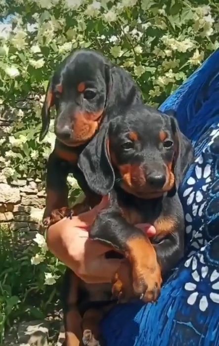 Руді дівчатка і хлопчик