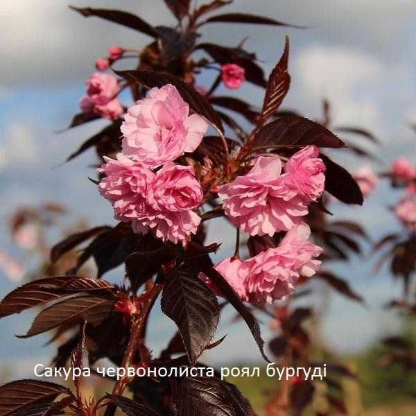 Сакура саджанці купити  Канзан Роял бургунді Кіку шадаре