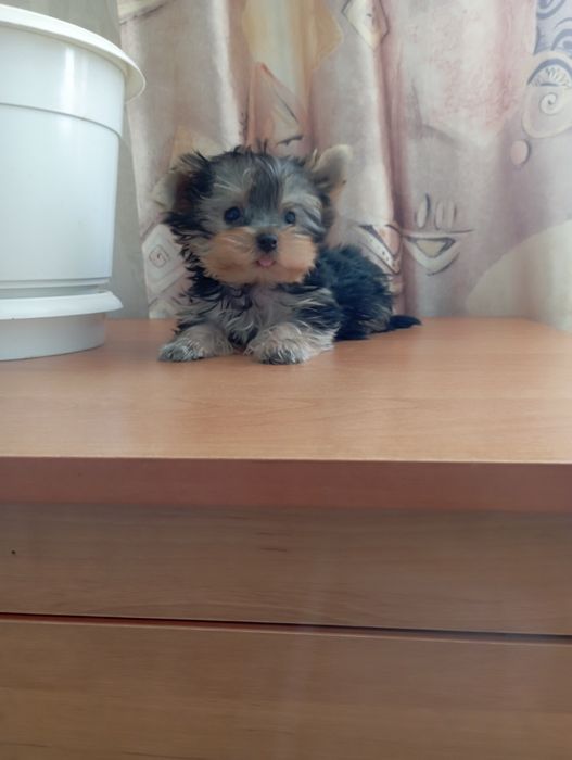 Йоріки хлопчики і дівчатка