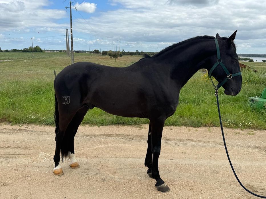Cavalo PSL - 9 anos