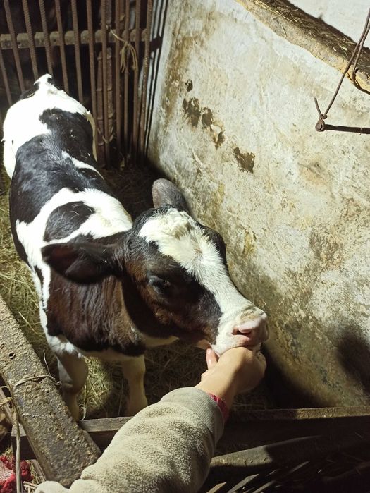 Теличка Голштин. Продається