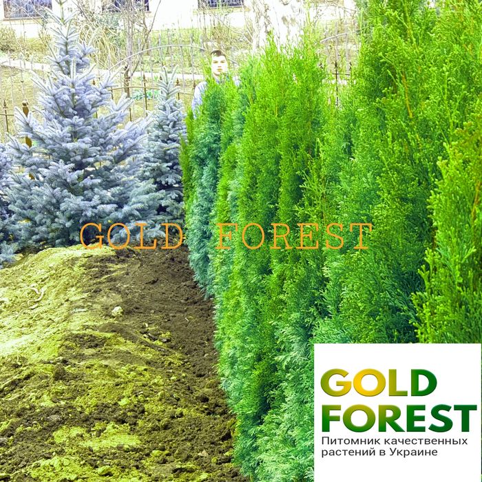 Туя.ель .елка. сосна. кедр