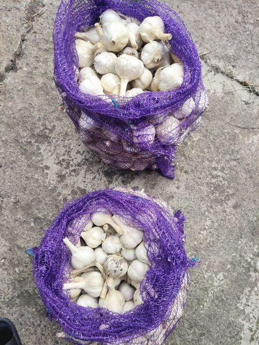 Продам  чеснок .