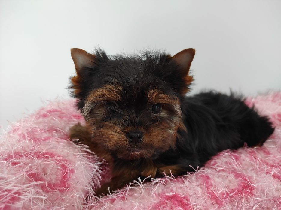 Yorkshire z rodowodem