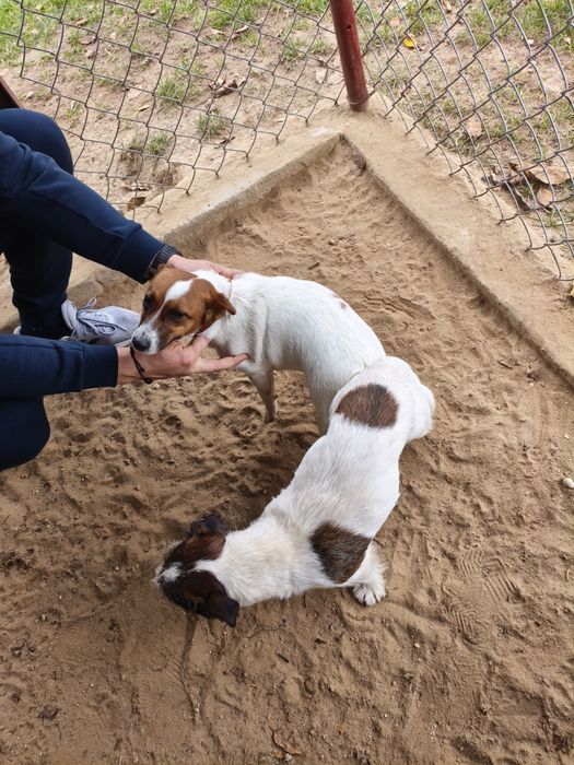 Pies Jack russell terrier reproduktor