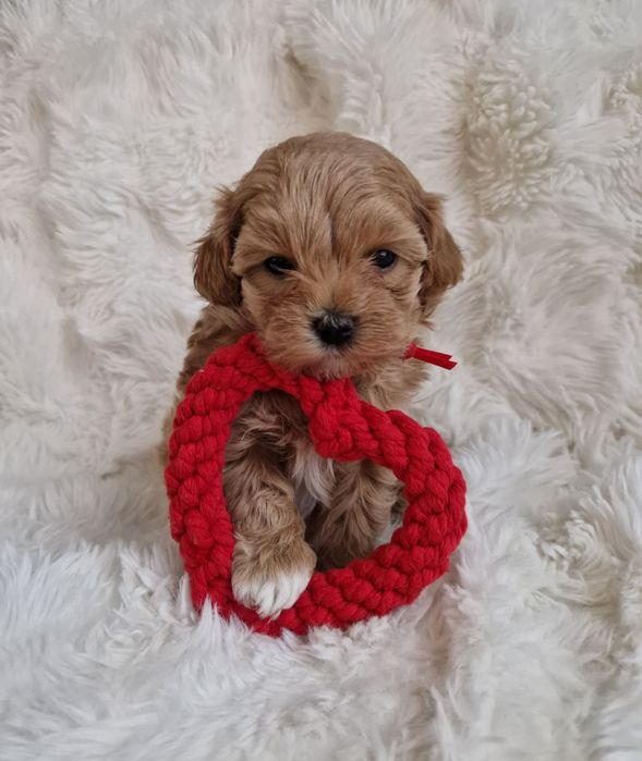 Maltipoo F1 maltańczyk, pudel toy suczka czerwona  obroża