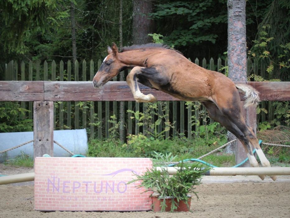 Ogierek do dużego sportu. Matka chodziła SPORT