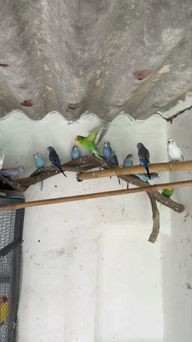 Periquitos Australianos para Cedência