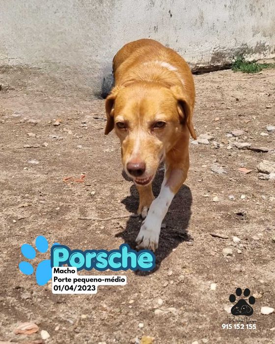 Porsche (cão) para adoção