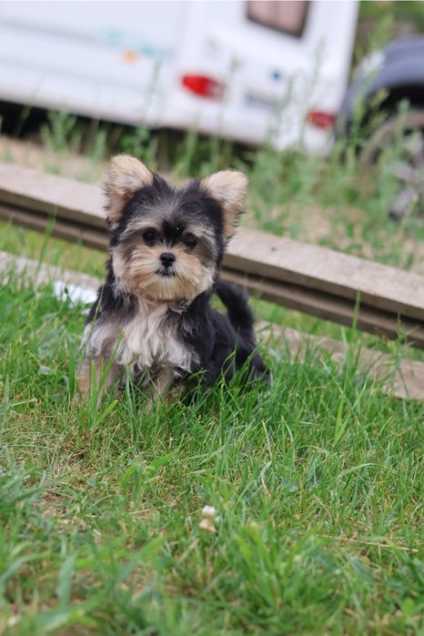 Yorkshire Terrier suczka paszport