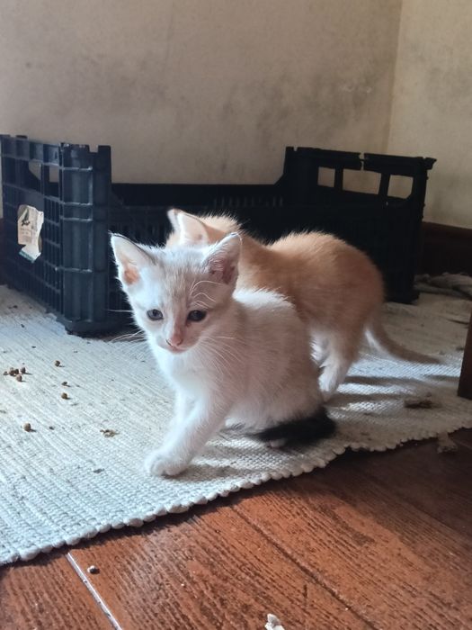 5 gatos para adoção