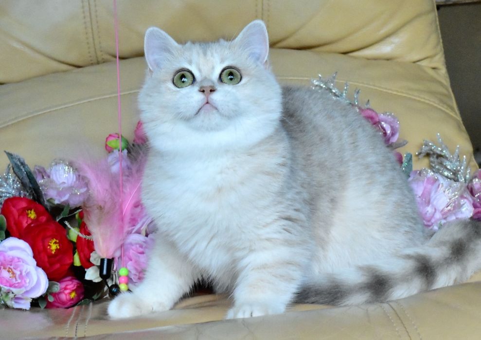 Голубая золотая шиншилла, ау12, кошечка, продажа