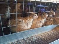 Перепілки різного віку