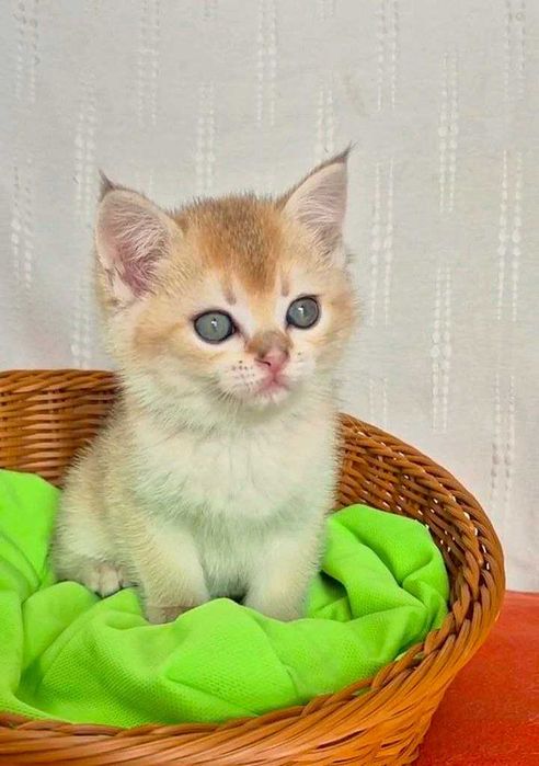 Шотландские котята (ЗОЛОТАЯ ШИНШИЛЛА)