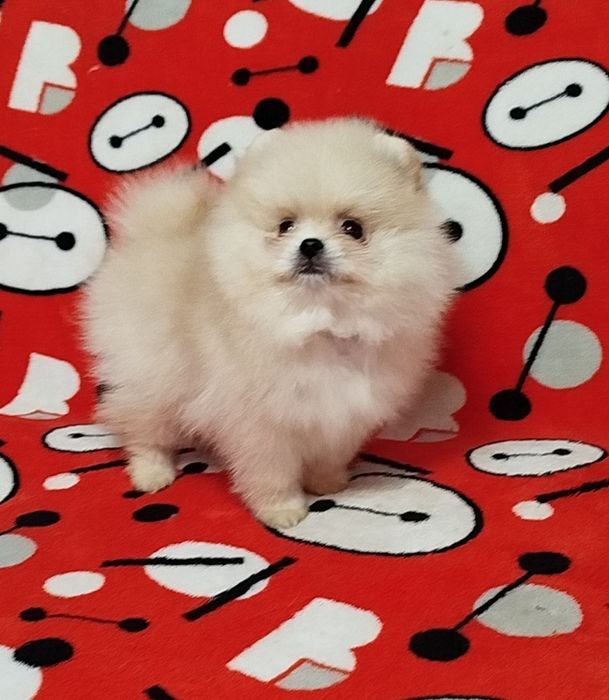 Продам мальчишку померанский шпиц