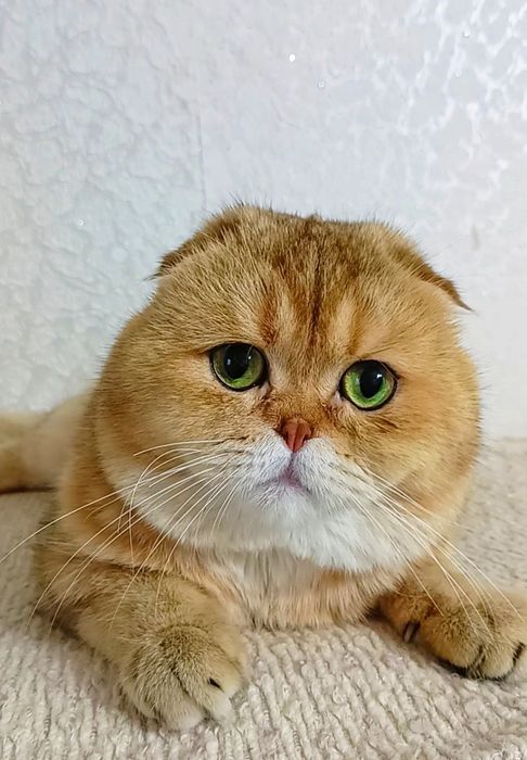 НЕ КАСТРИРОВАН. Шикарный вислоухий котик золотая шиншилла