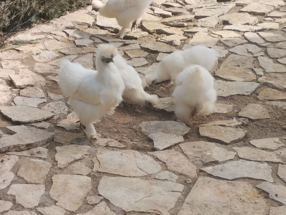 Galinhas sedosas do Japão