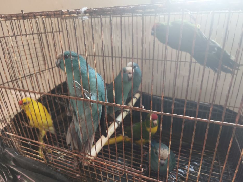 Kakarikis bonitos