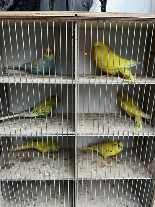 Papugi Faliste Falista