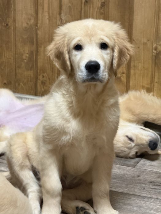 Золотистый ретривер!!!