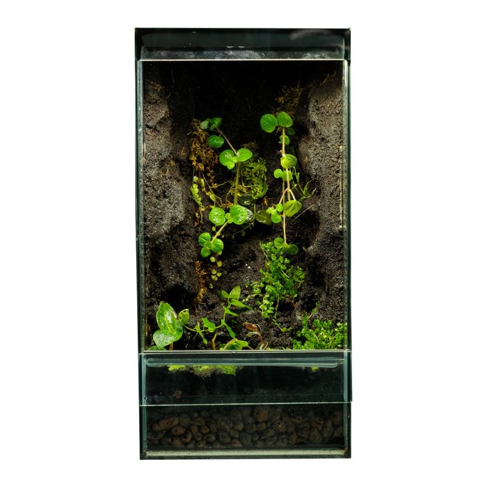 Terrarium tropikalne 40x40x60
