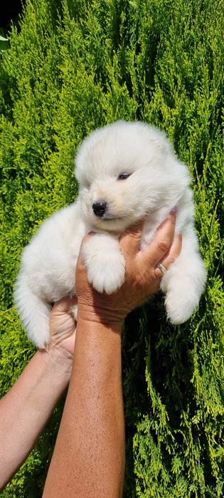Piekna suczka Samojed