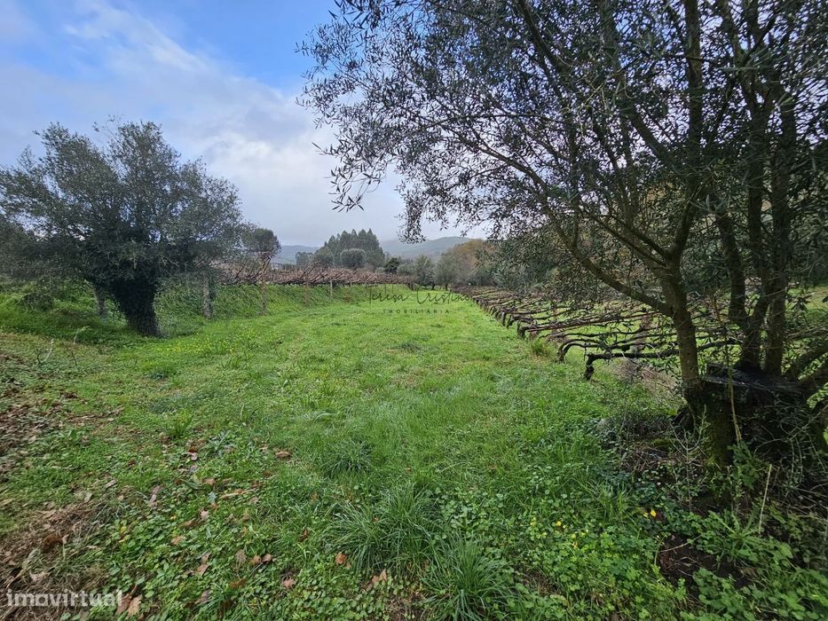 Terreno Rústico em Calheiros