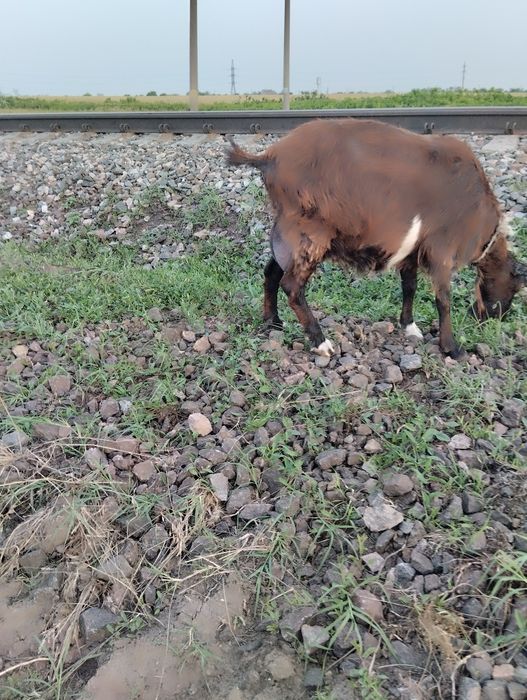 Продам коз 4 штуки