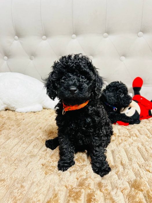 ТОЙ Пудель справжній