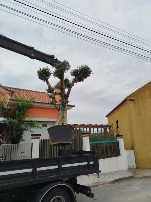 Oliveiras 40 anos