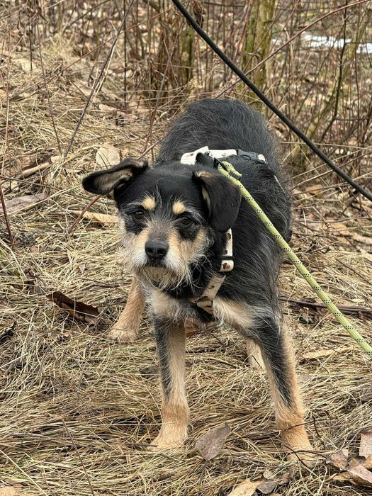 Fuks - mały, szorstkowłosy psiak poleca się do adopcji