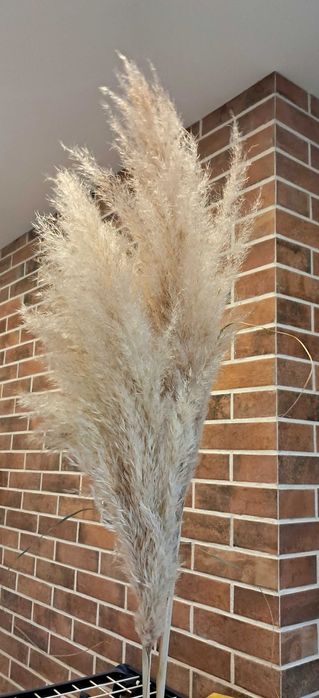 Trawa panpasowa kwiatostany