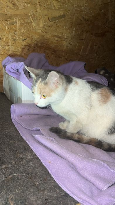 Отдам пушистиков в хорошие руки