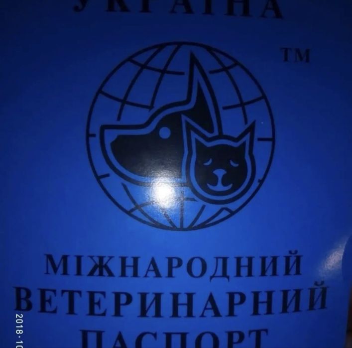 канадский сфинкс отдаем бесплатно