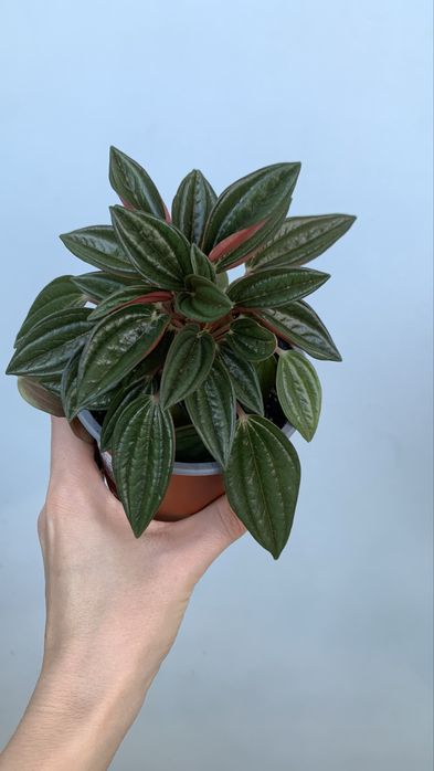 Продам Пеперомию Россо