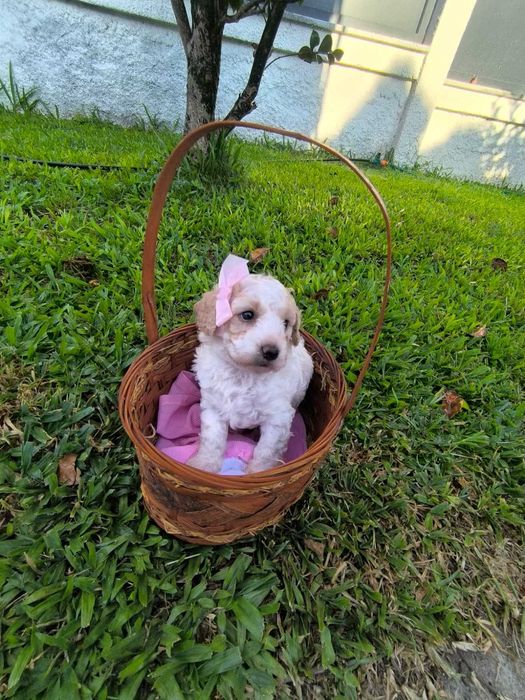 Caniche toy bebé fêmea