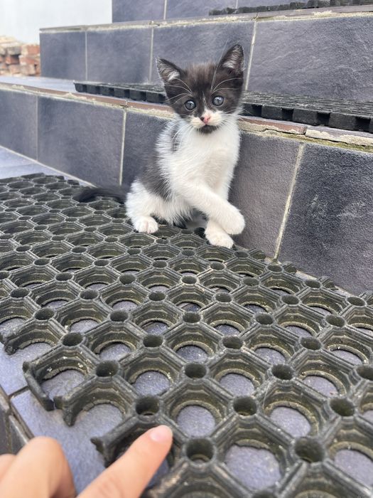 Котики в добрі руки