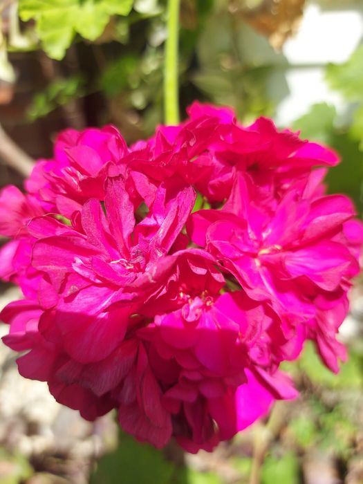 Герань пеларгонія калачики ампельна зональна зірчаста плющелиста духмя