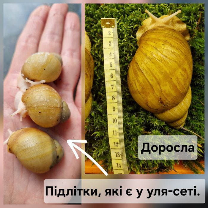 Подарунковий набір УляСет4 Ukrainian White Gold