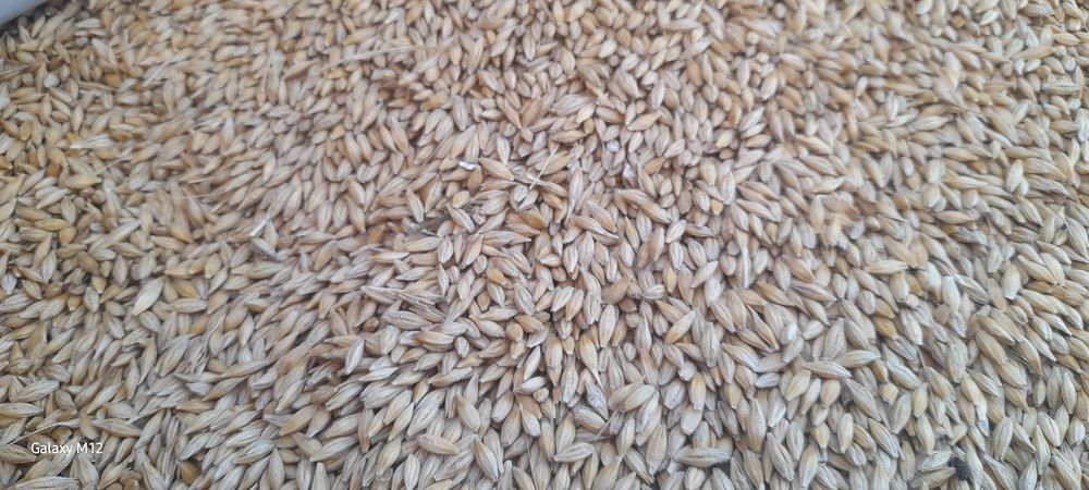 Продам ячмінь з доставкою по Миколаївській області.