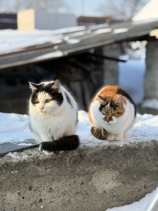 Котики стерелізовані шукають господарів