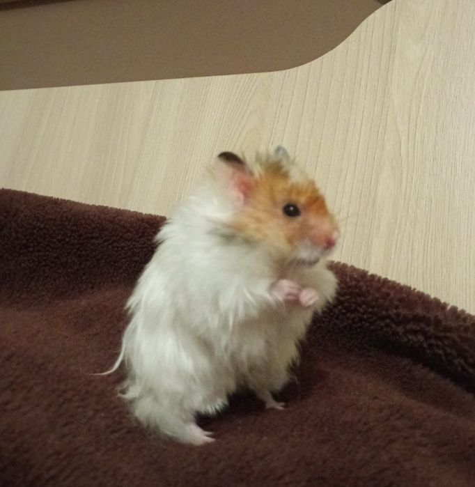 Хом'як королівський пухнастий