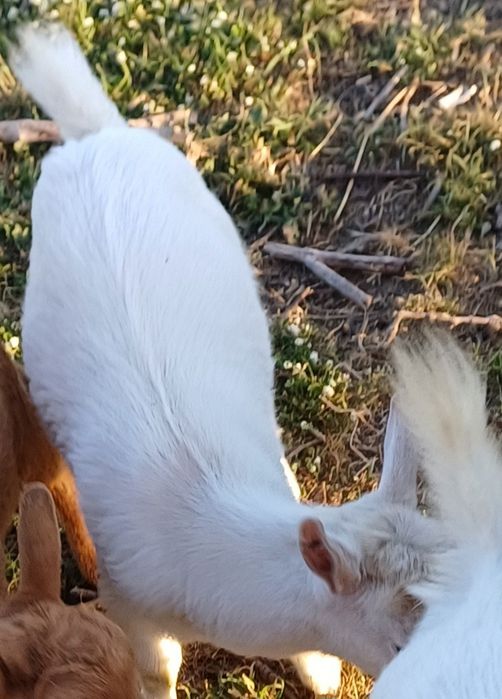 Chibo Anão Branco