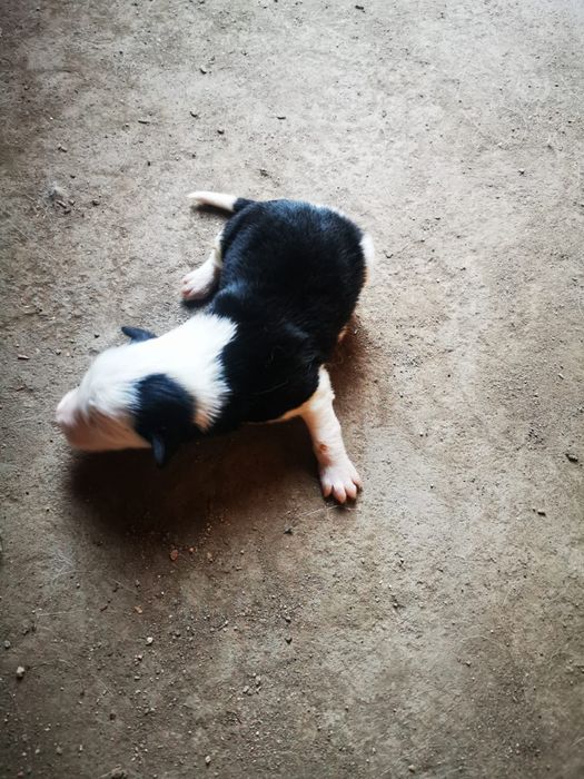 Border collie gratis