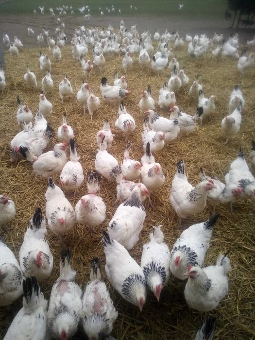 jajka wiejskie wolny wybieg