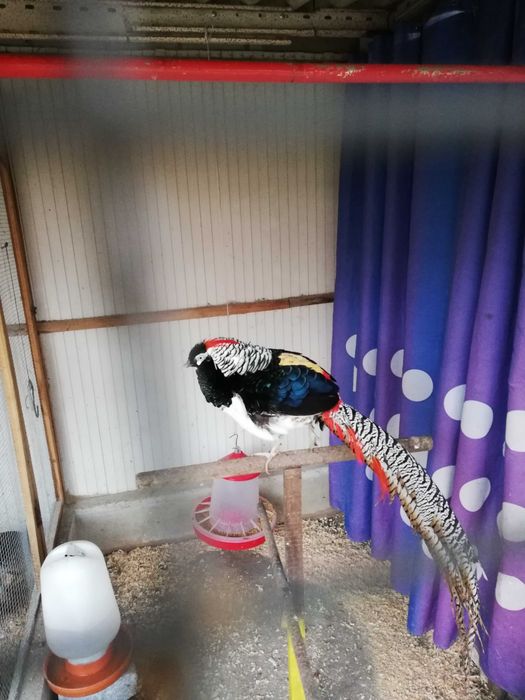 Faisões lady bem tratados