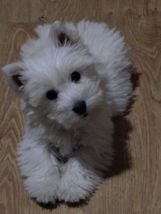 West highland terrier